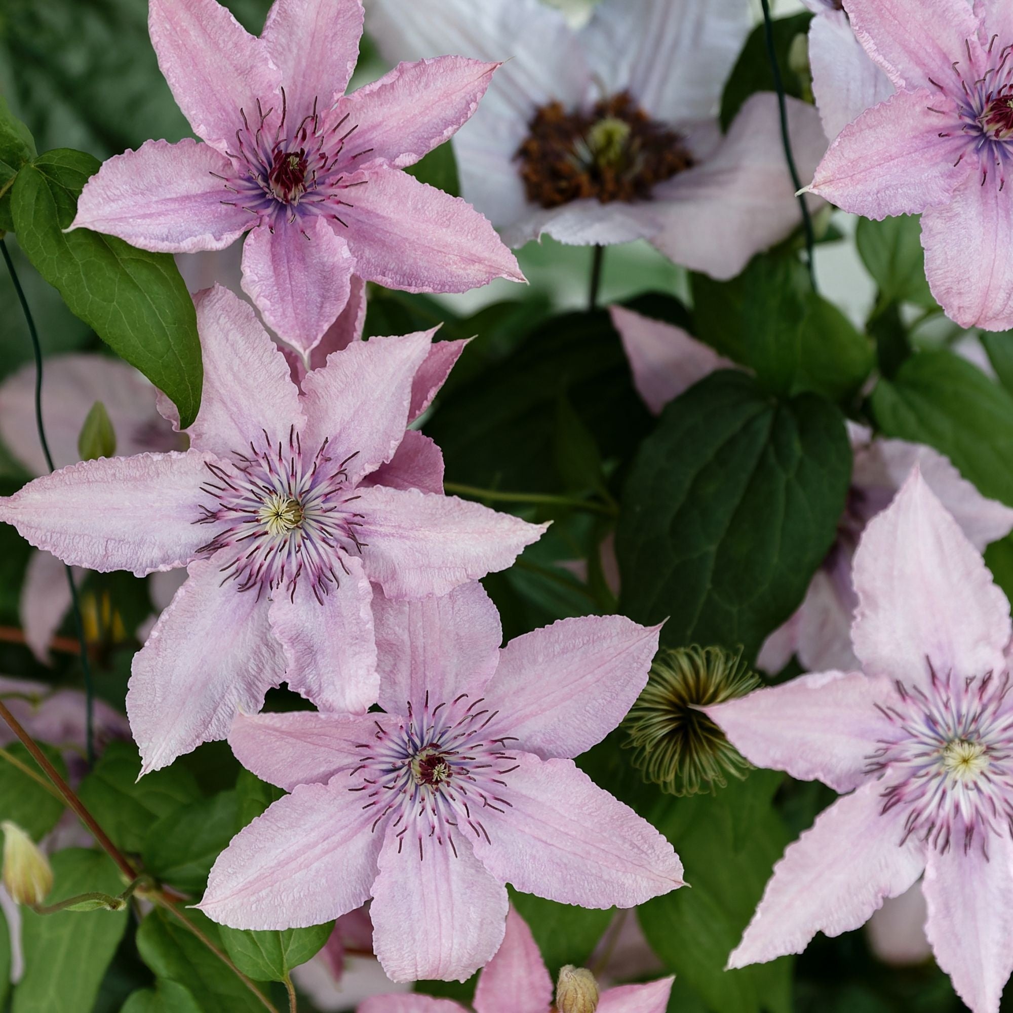  Clématite Hagley Hybrid