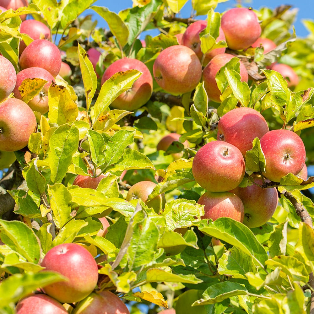  Pommier Reine Des Reinettes