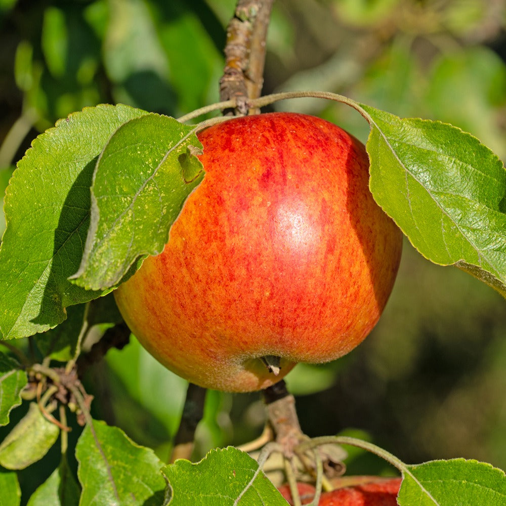  Pommier Reine Des Reinettes