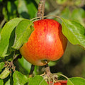  Pommier Reine Des Reinettes