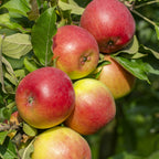  Pommier Reine Des Reinettes