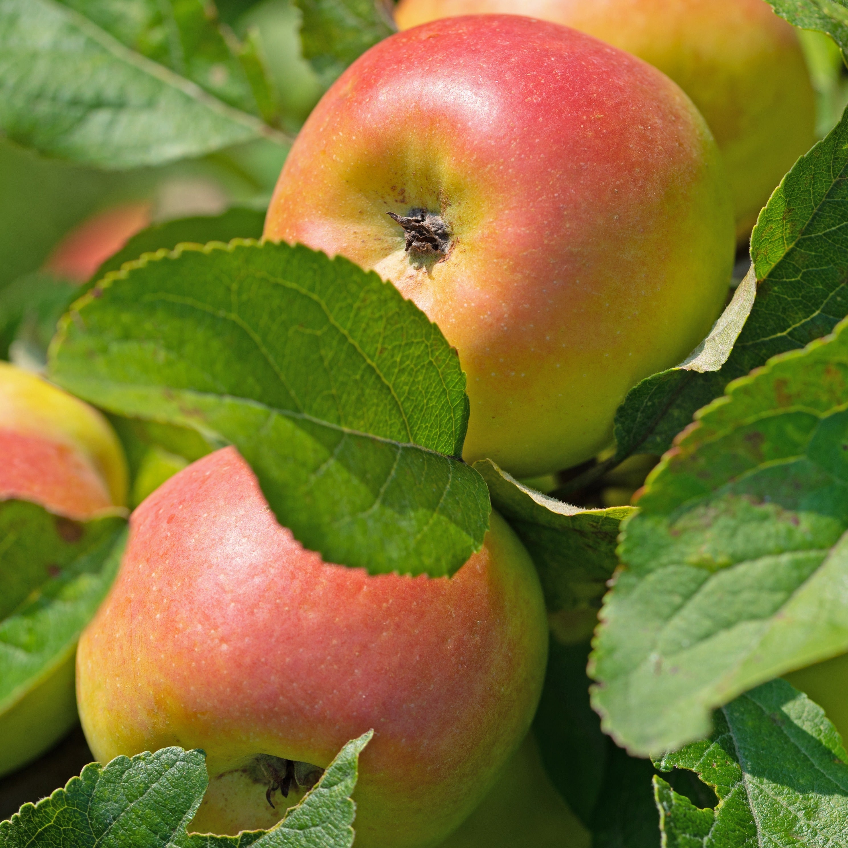  Pommier Reine Des Reinettes