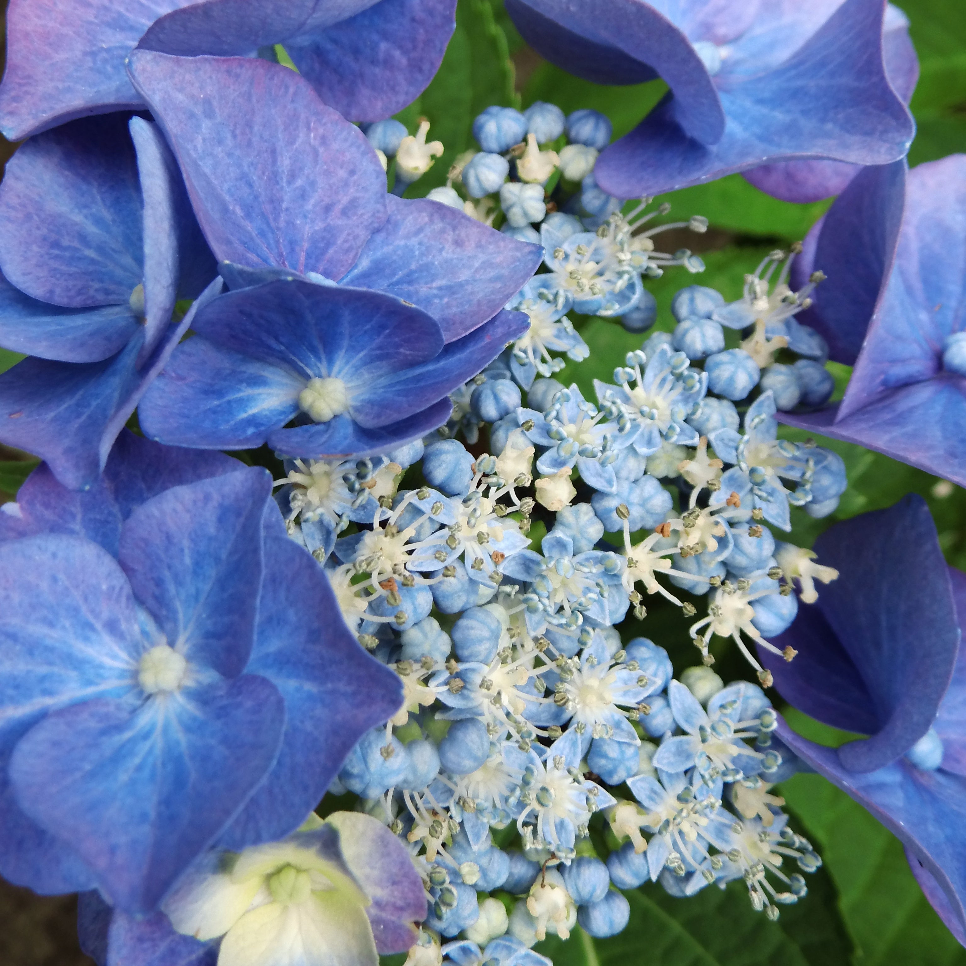  Hortensia Teller Blue