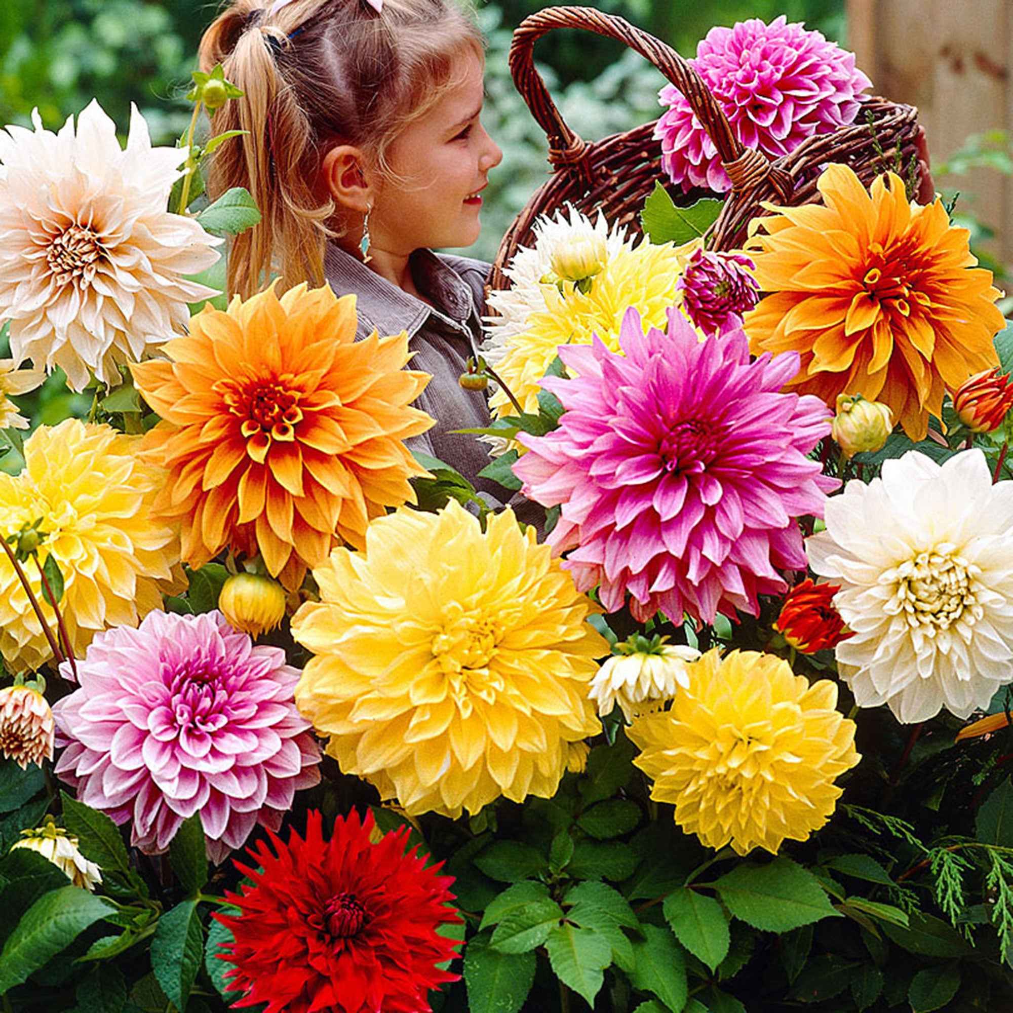  5 Dahlias à Grandes Fleurs Mammoth En Mélange