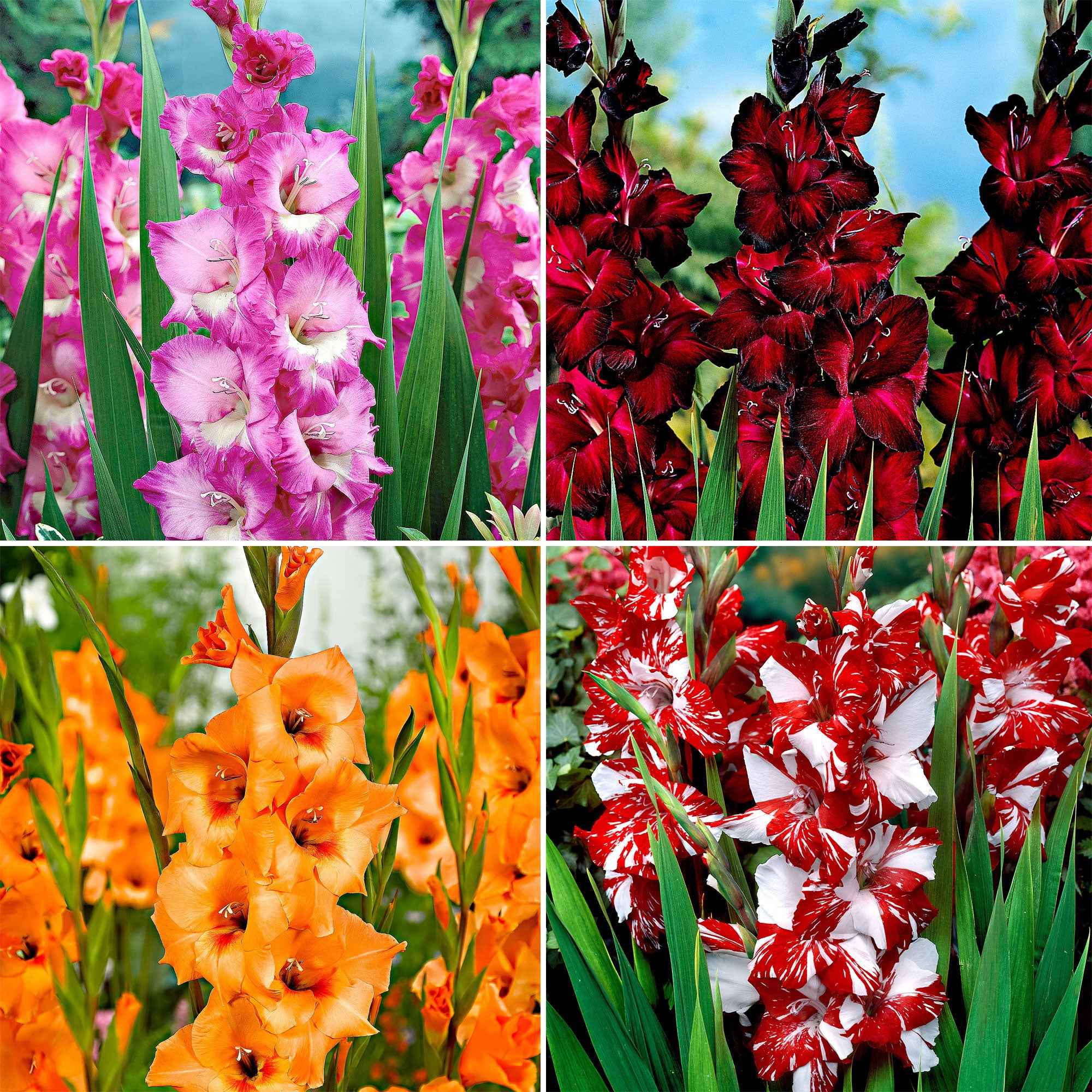  40 Glaïeuls à Grandes Fleurs Vivre En Mélange