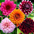  5 Dahlias à Grandes Fleurs En Mélange