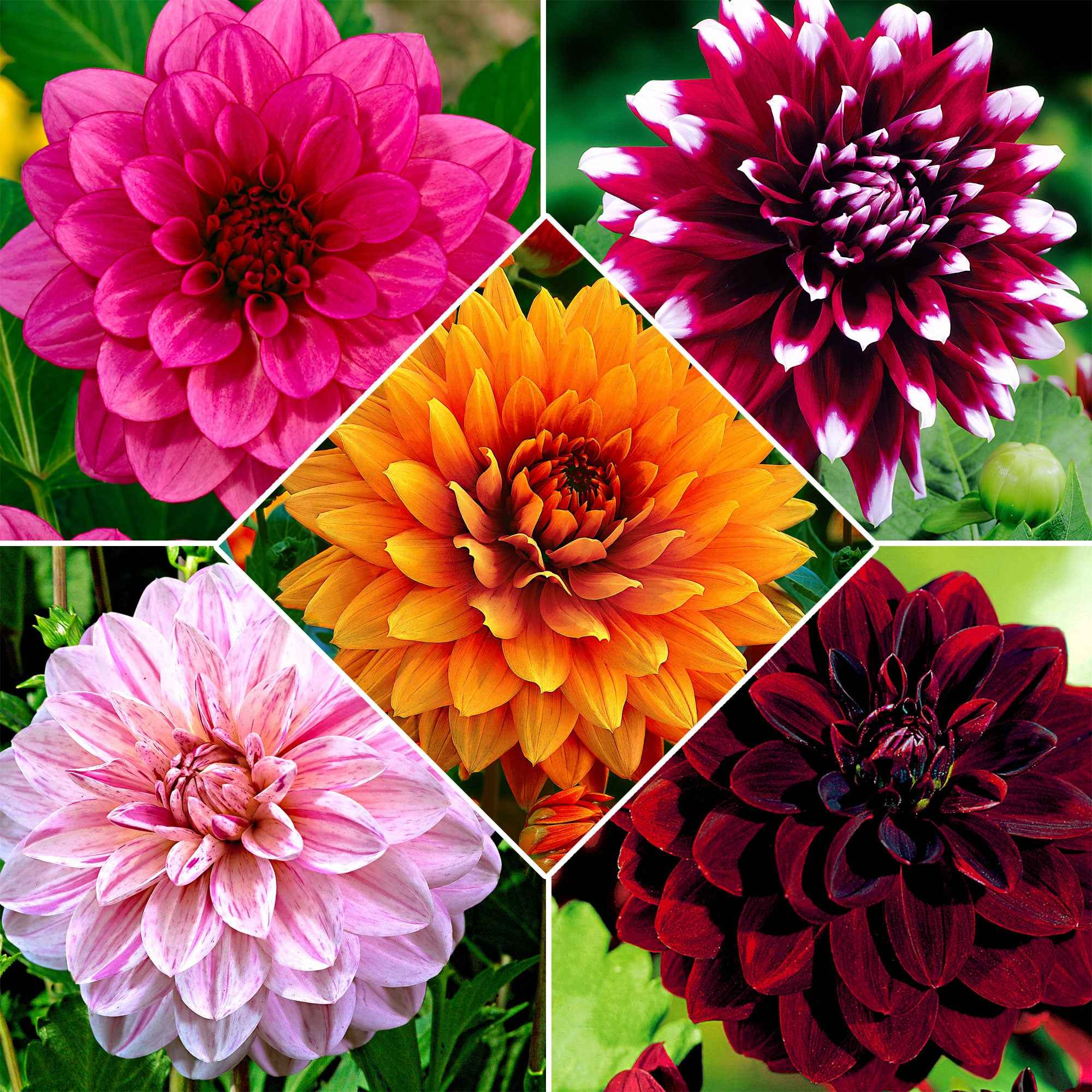  5 Dahlias à Grandes Fleurs En Mélange