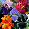  5 Iris Des Jardins Magic Melange En Mélange