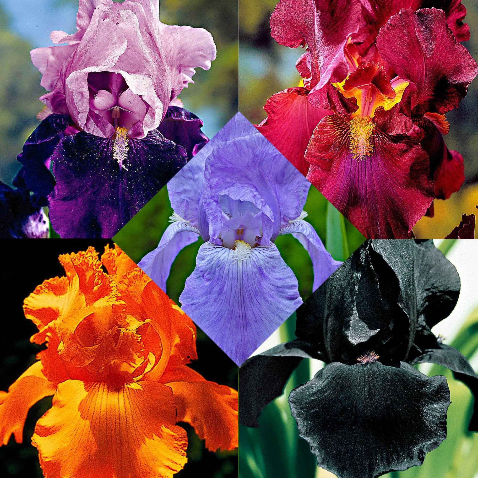  5 Iris Des Jardins Magic Melange En Mélange