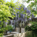  Glycine De Chine Caroline