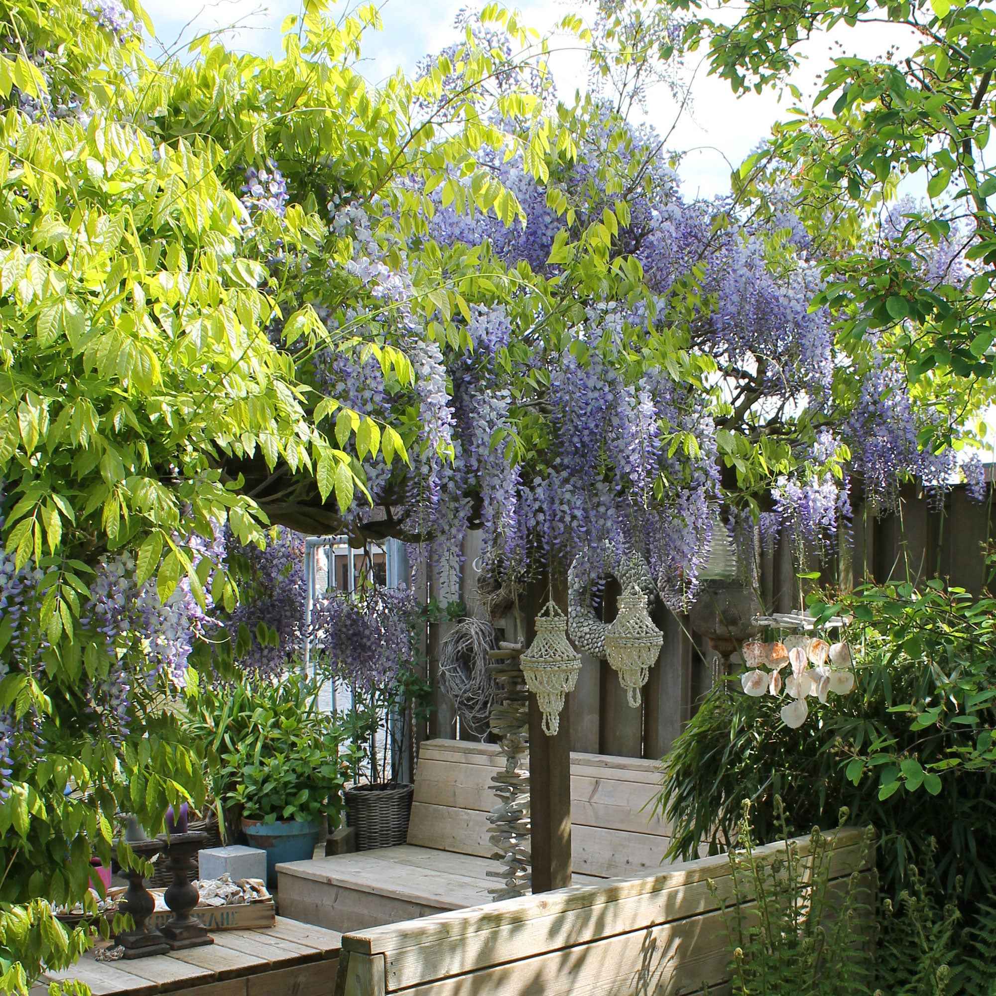  Glycine De Chine Caroline