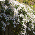  Clématite Montana Grandiflora