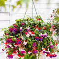  3 Fuchsias Blue Angel, Dark Eyes, Swingtime En Mélange