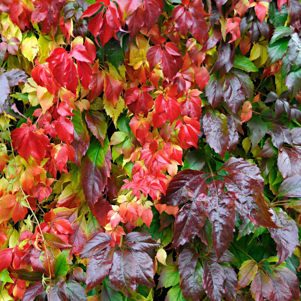  Vigne Vierge Engelmannii