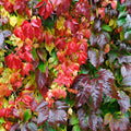  Vigne Vierge Engelmannii