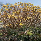  Edgeworthia Grandiflora