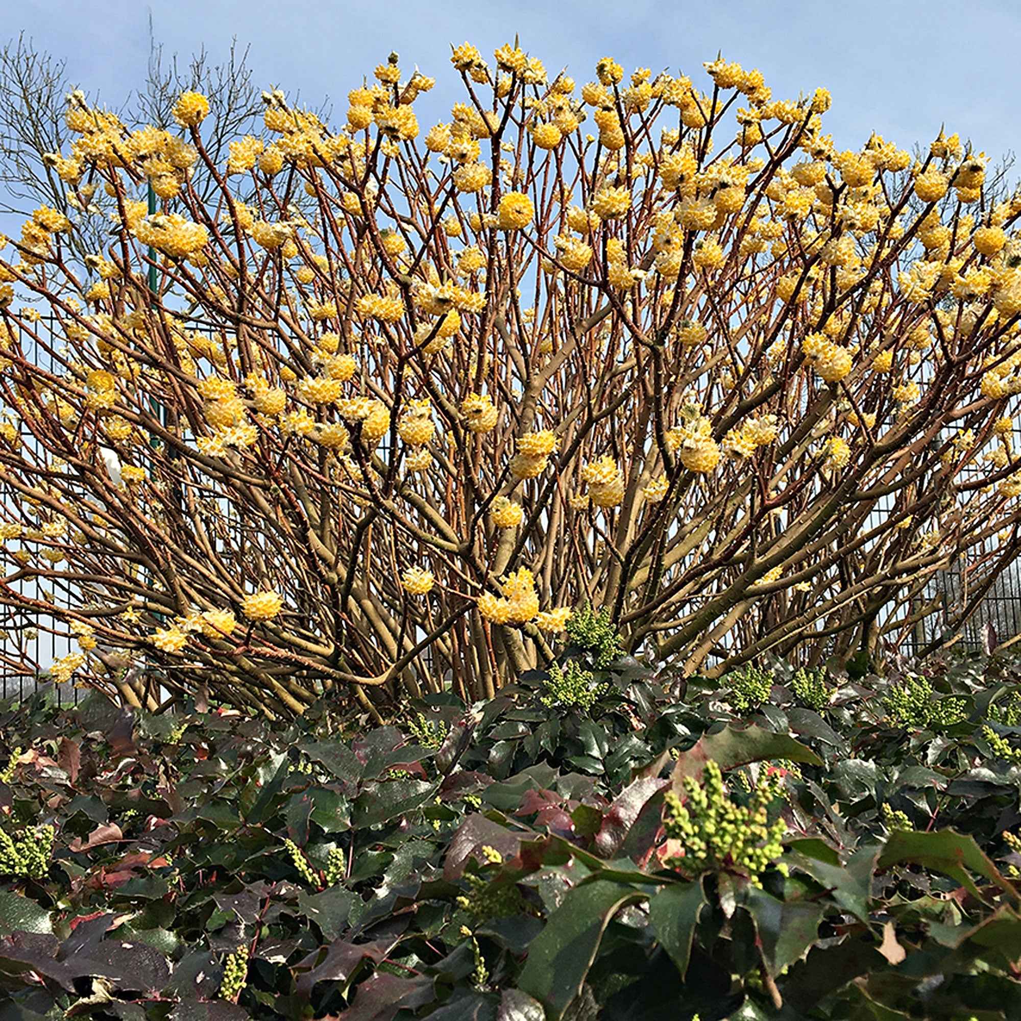  Edgeworthia Grandiflora