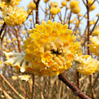  Edgeworthia Grandiflora