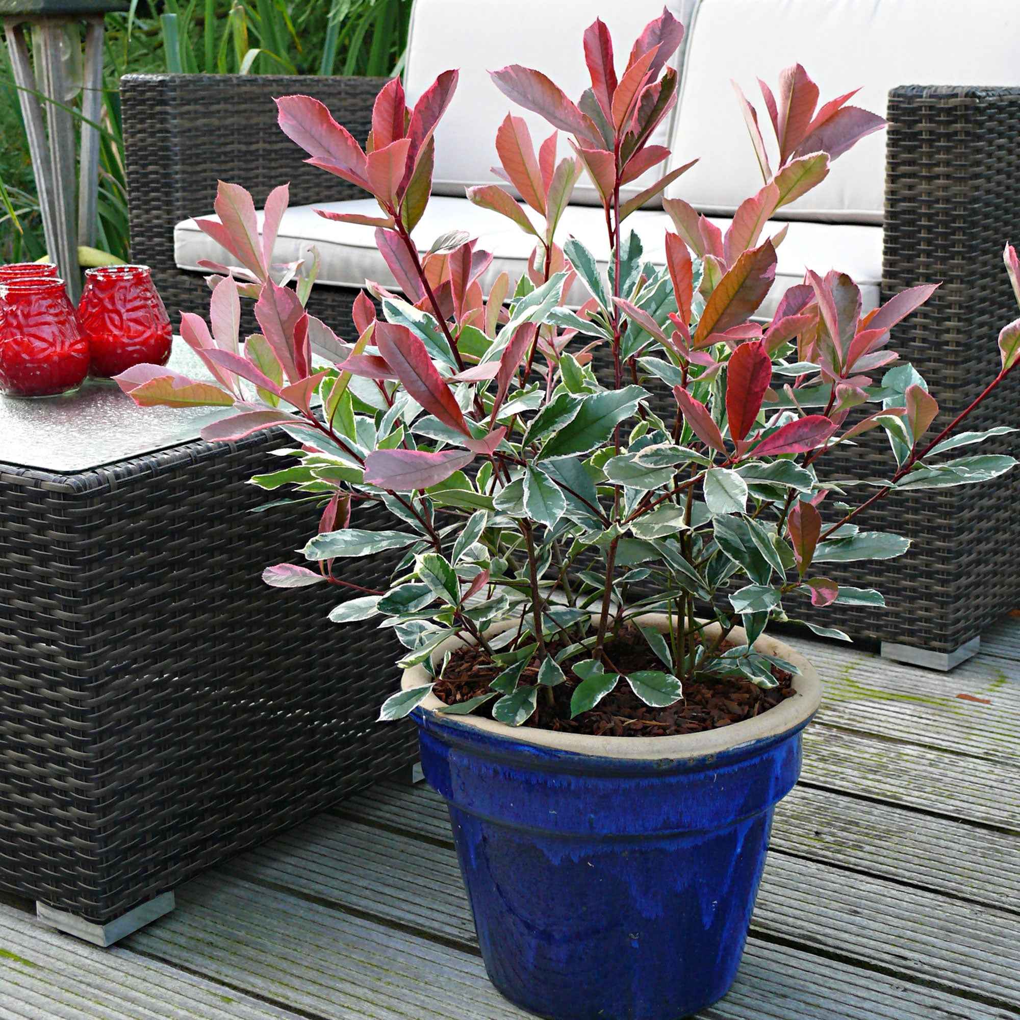  Photinia Pink Marble