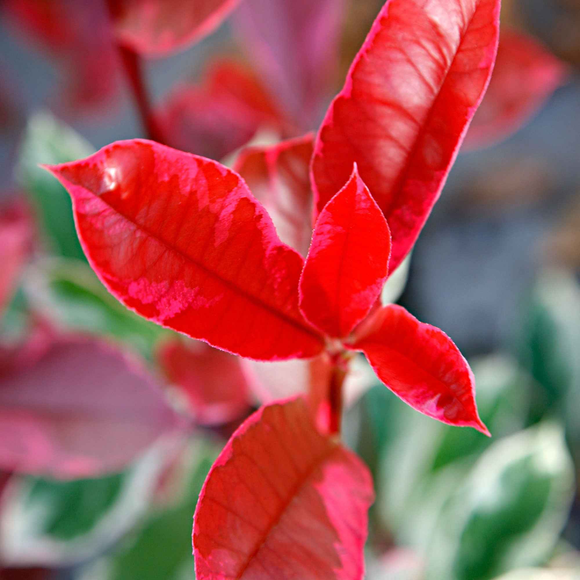  Photinia Pink Marble
