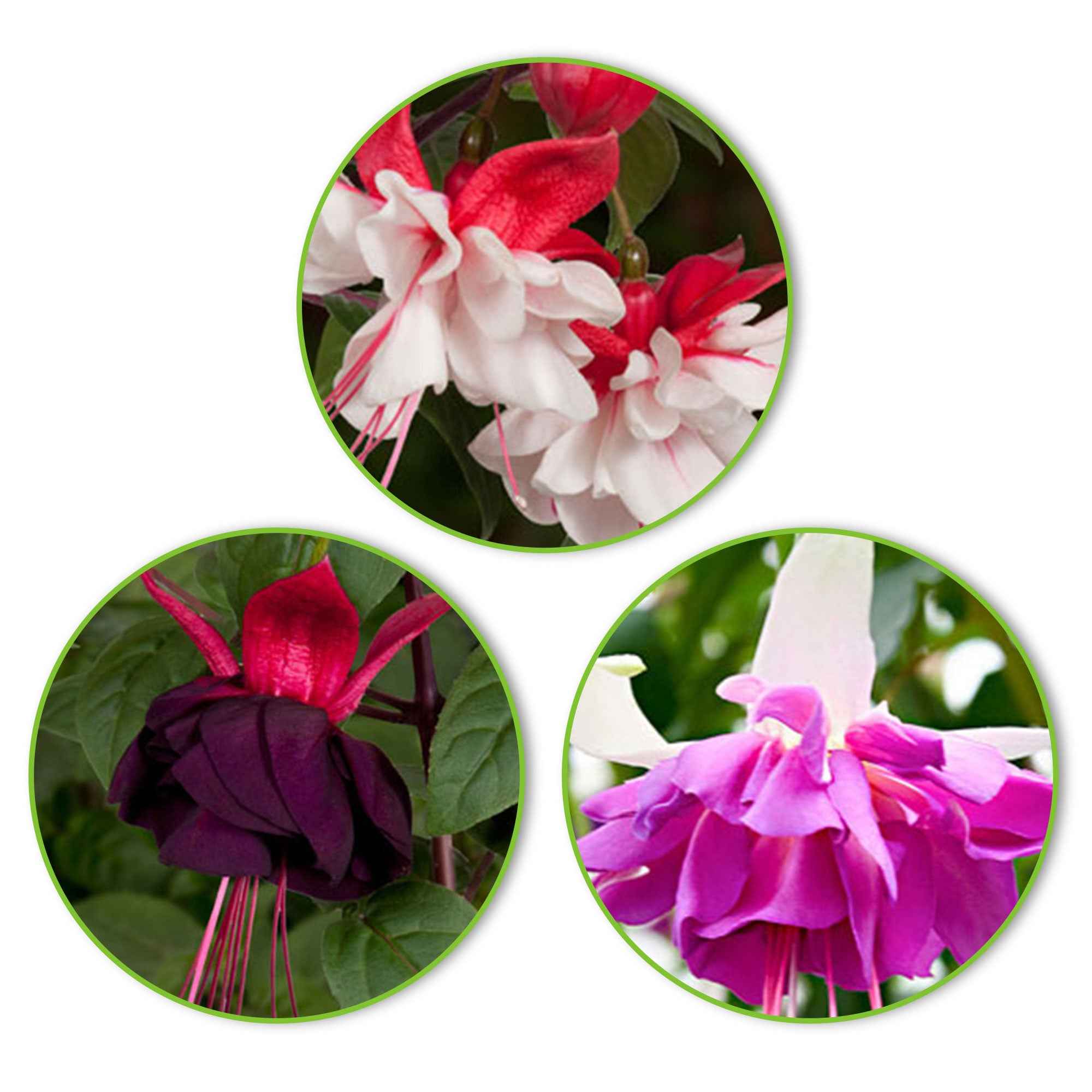  3 Fuchsias Bella Rosella, Blue Angel, New Millenium En Mélange