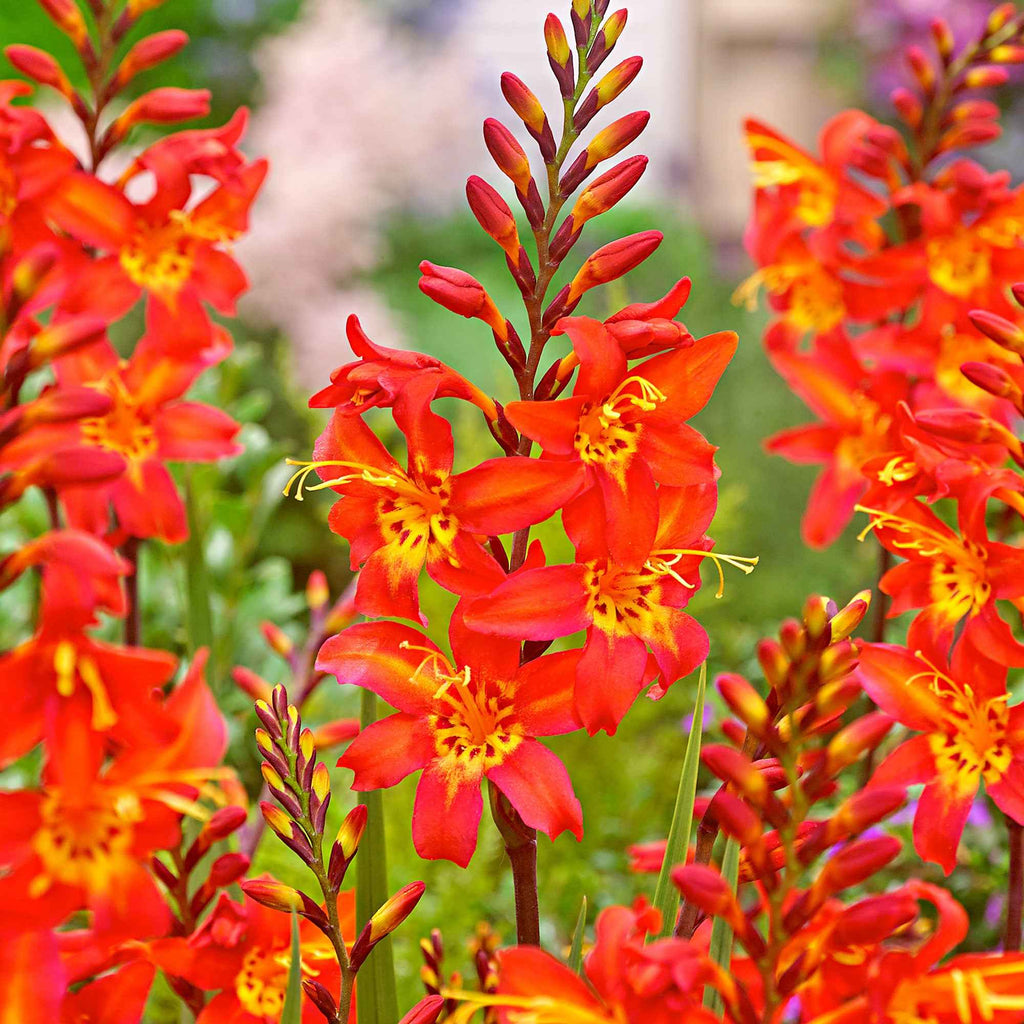  10 Crocosmia Prince Of Orange