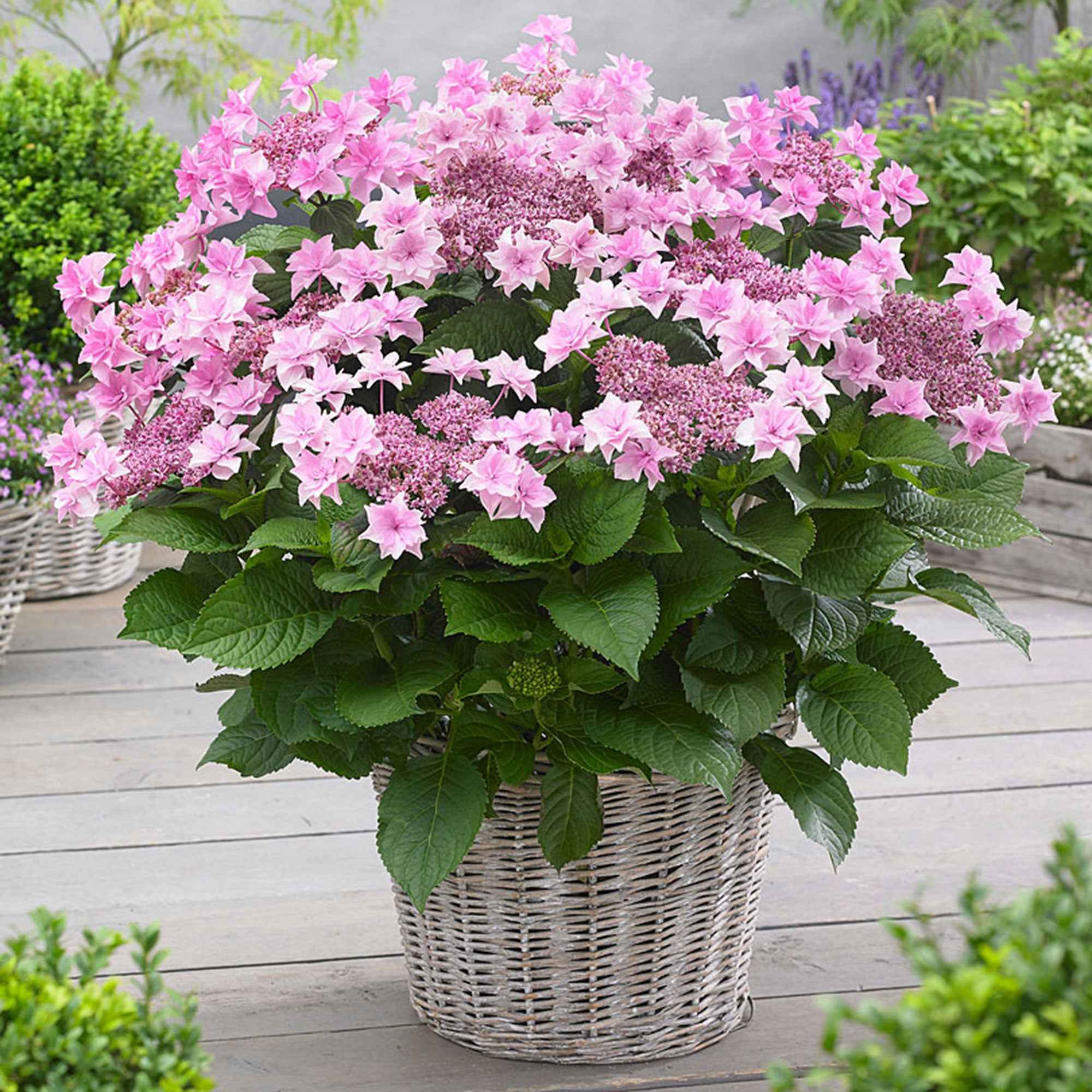  Hortensia Doppio Rosa