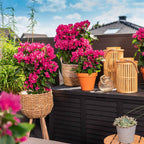  Bougainvillier Vera Deep Purple