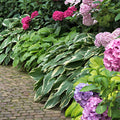  3 Hostas Colourful Shadow