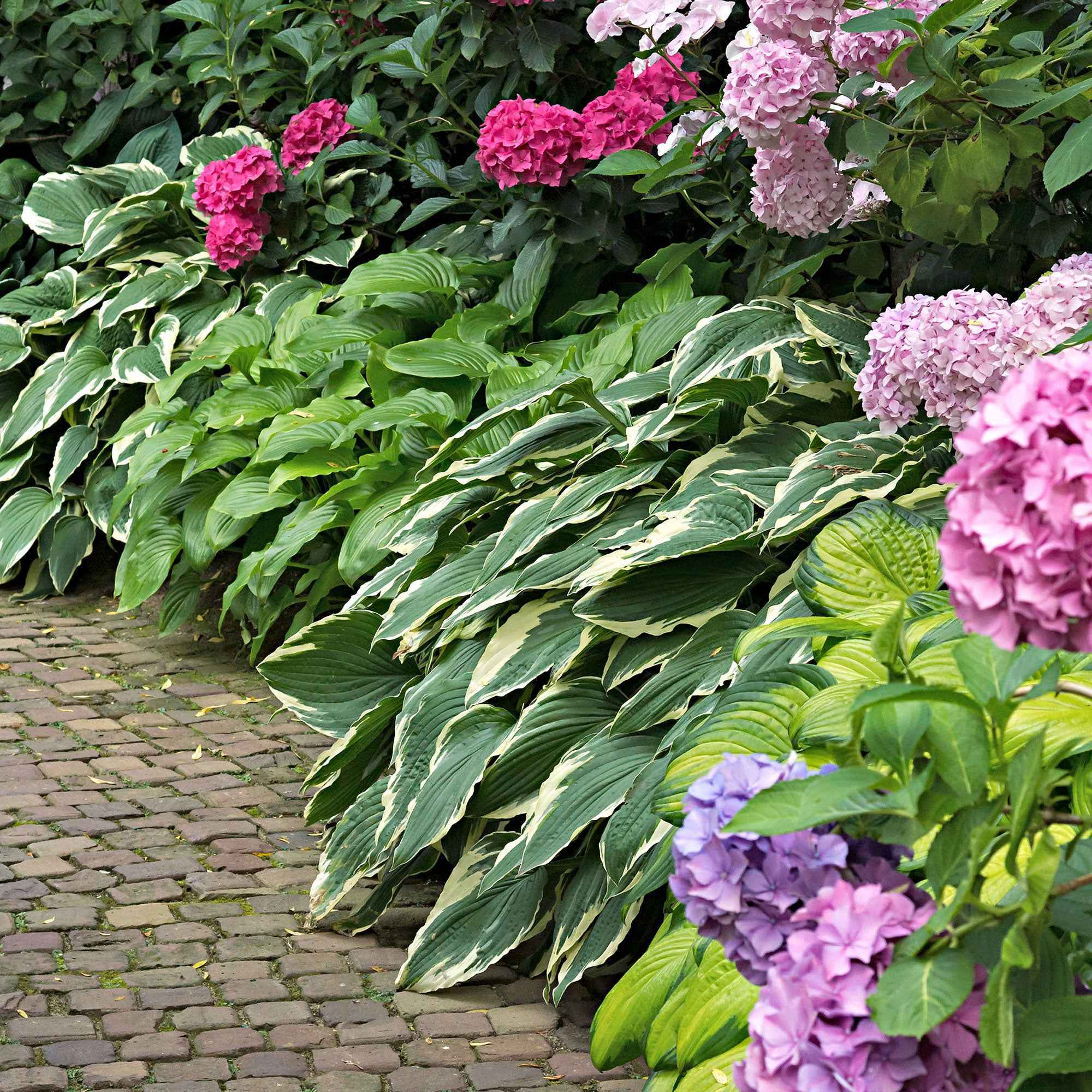  3 Hostas Colourful Shadow