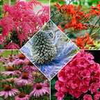  14 Vivaces Bees And Butterflies En Mélange