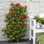  Bignone Fire Trumpet