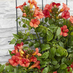  Bignone Fire Trumpet