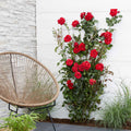  Rosier Grimpant Crazy In Love Rouge