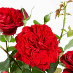  Rosier Grimpant Crazy In Love Rouge