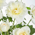  Rosier Grimpant Crazy In Love Crème