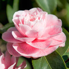  Camélia Du Japon Bonomiana