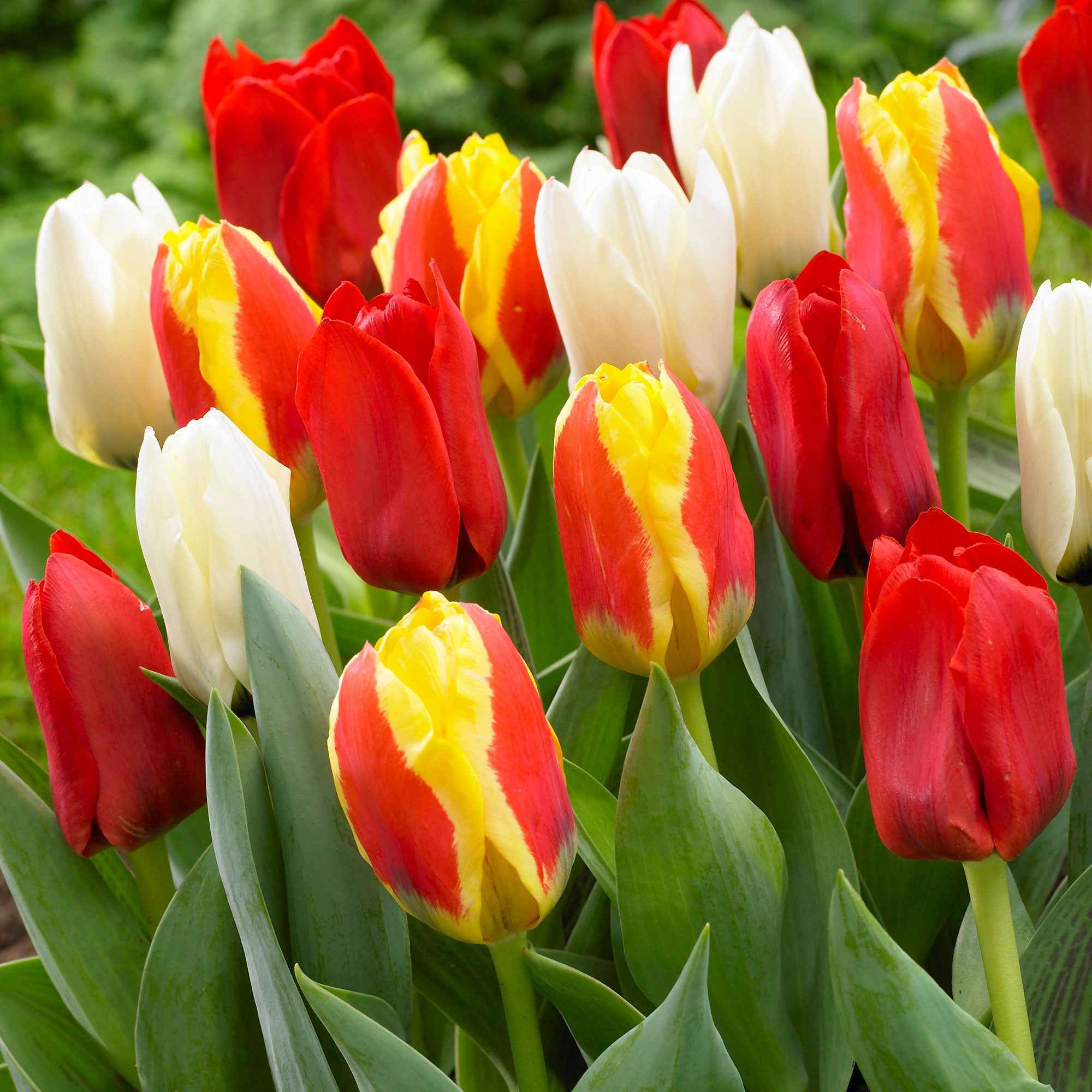  30 Tulipes 60 Days Of Tulips En Mélange
