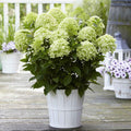  Hortensia Paniculé Whitelight