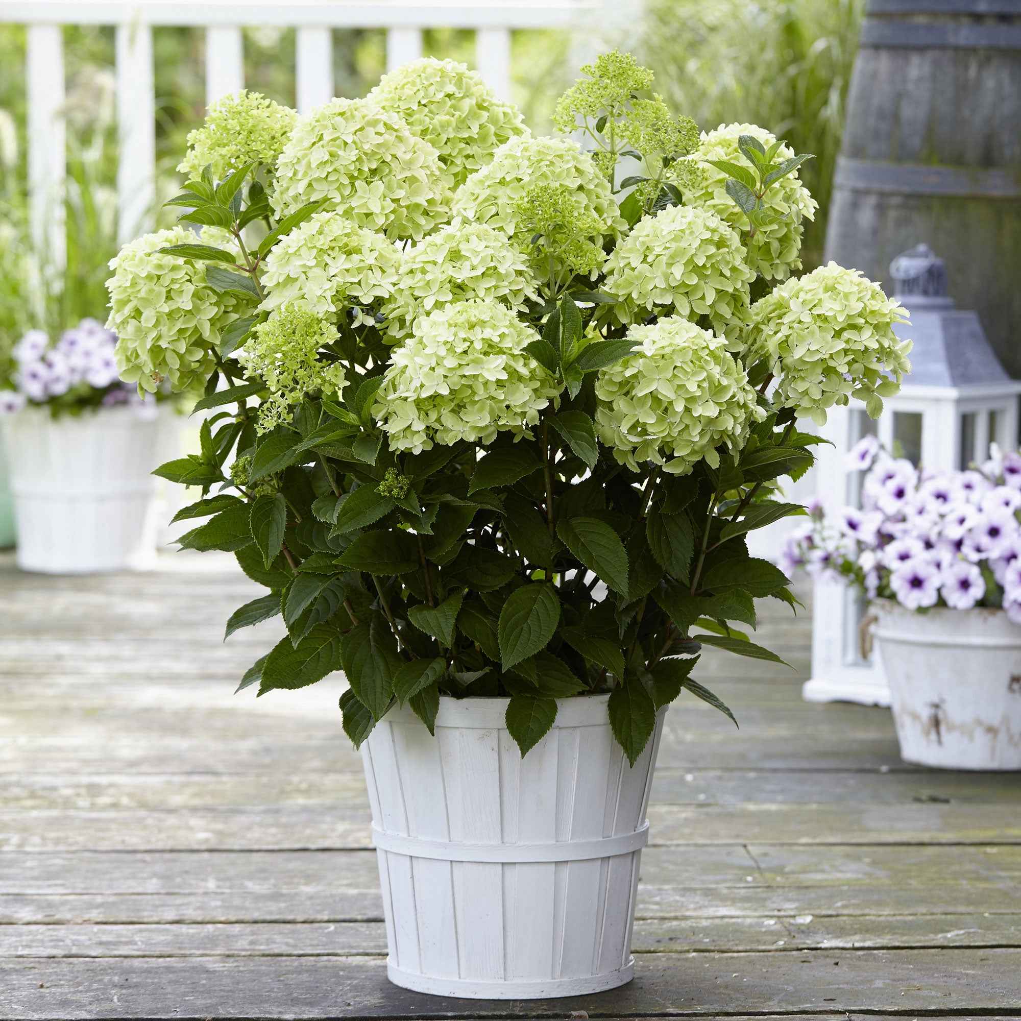  Hortensia Paniculé Whitelight