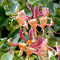  Chèvrefeuille De Henry Copper Beauty