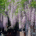  Glycine Du Japon Naga Noda