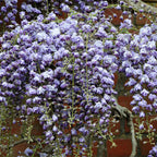  Glycine Du Japon Black Dragon