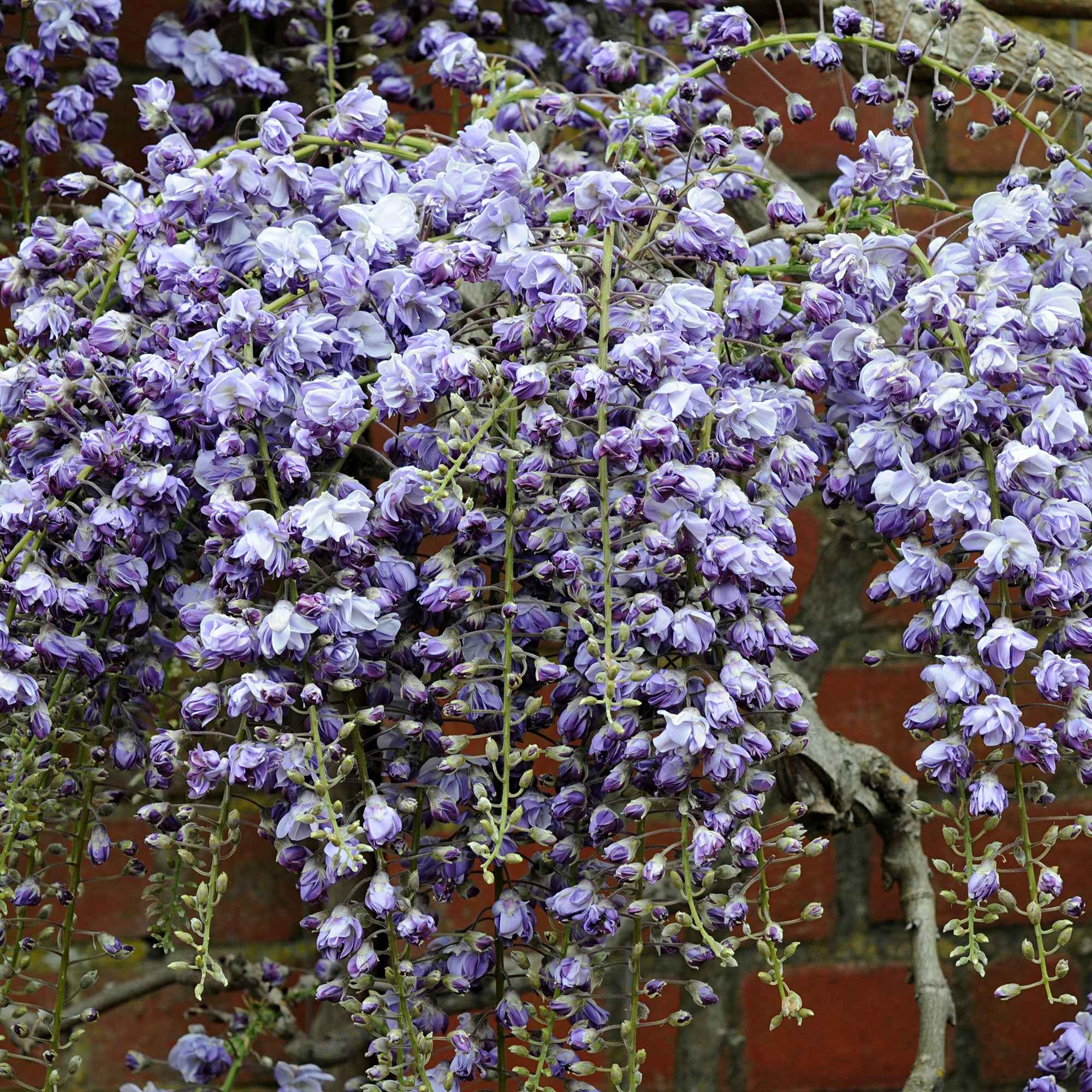  Glycine Du Japon Black Dragon