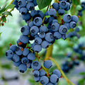  Myrtiller Little Blue Wonder