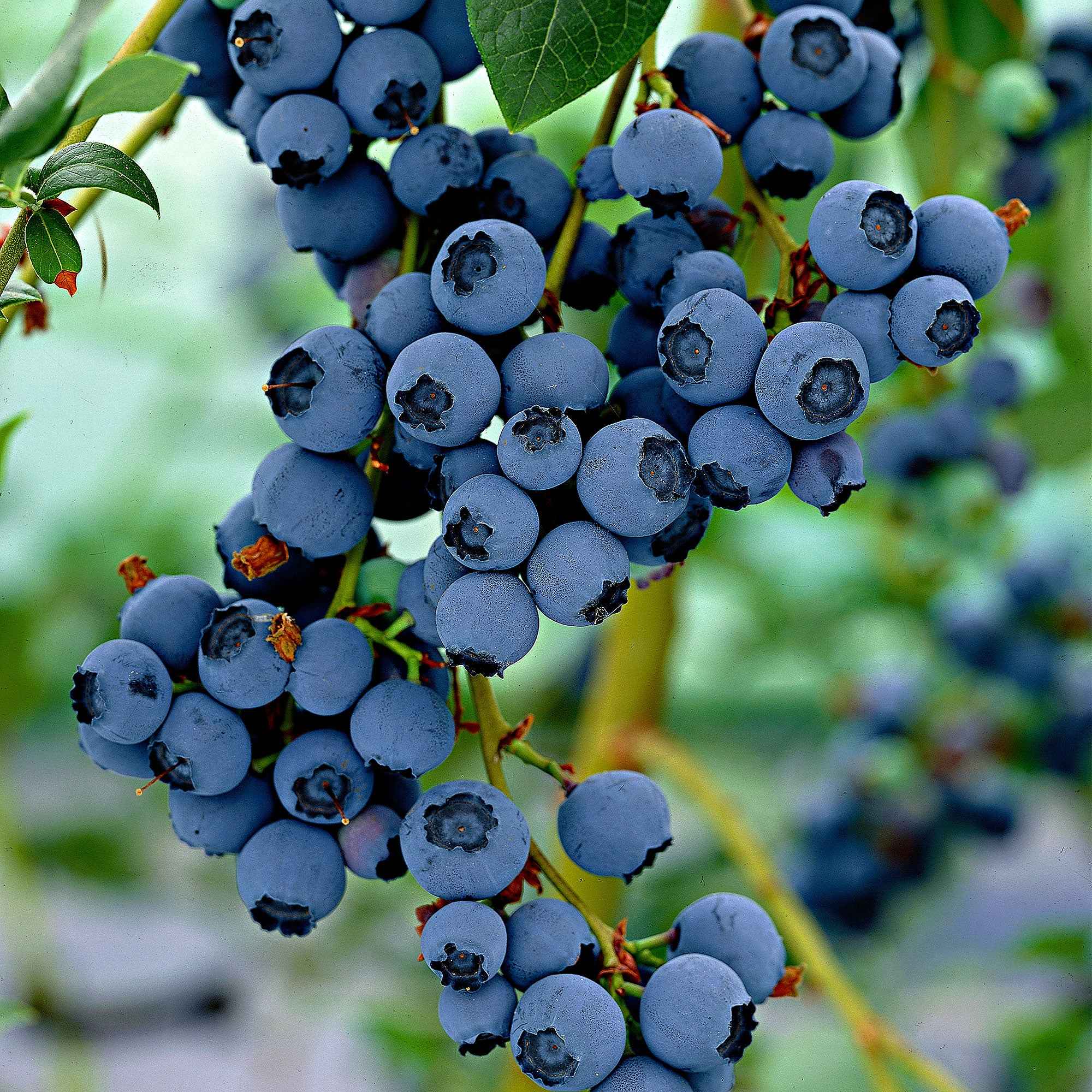  Myrtiller Little Blue Wonder