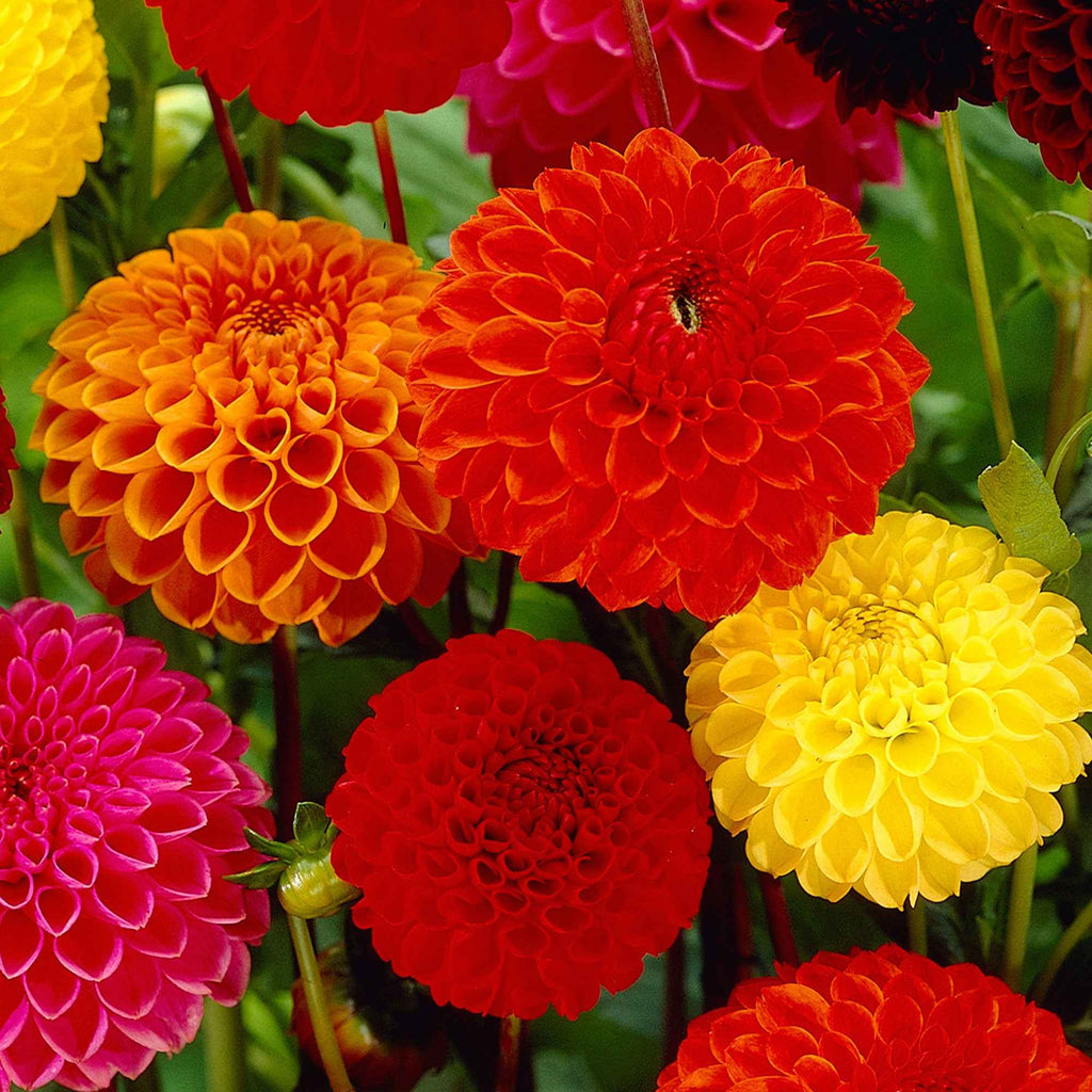  5 Dahlias Pompon En Mélange Ball Bio