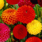  5 Dahlias Pompon En Mélange Ball Bio
