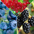  Collection De 3 Arbustes Fruitiers Spécial Confiture : Groseiller, Myrtiller, Mûrier