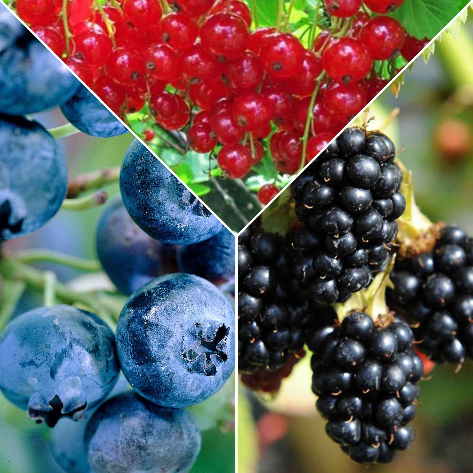  Collection De 3 Arbustes Fruitiers Spécial Confiture : Groseiller, Myrtiller, Mûrier